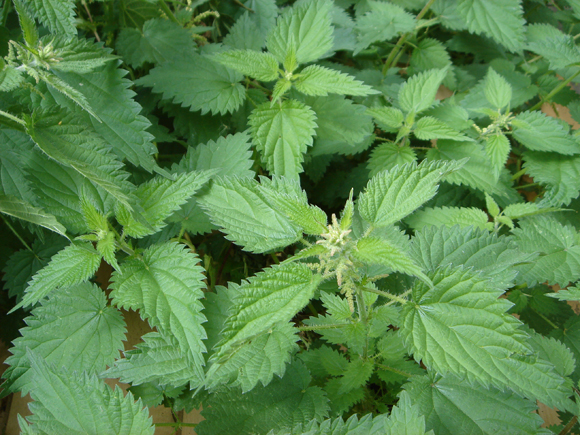 nettle1